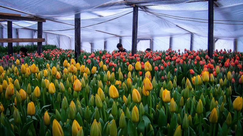 How to grow tulips by March 8