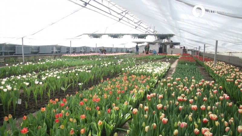 How to grow tulips by March 8