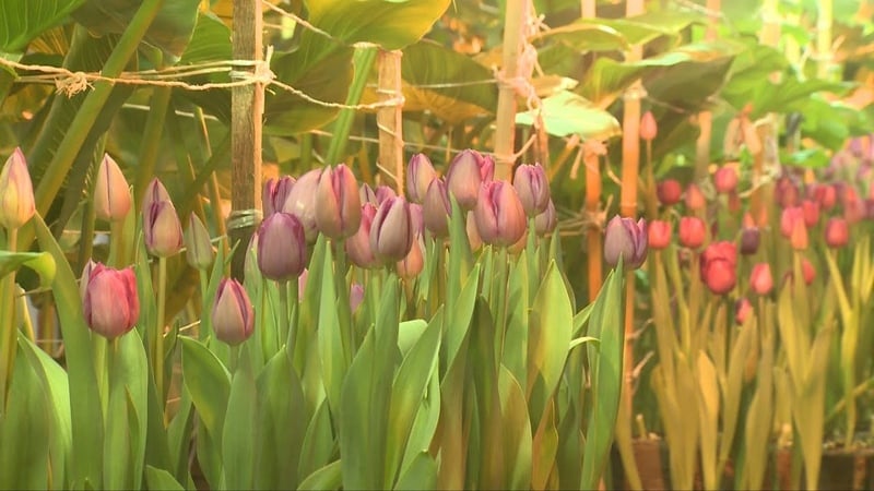 How to grow tulips by March 8