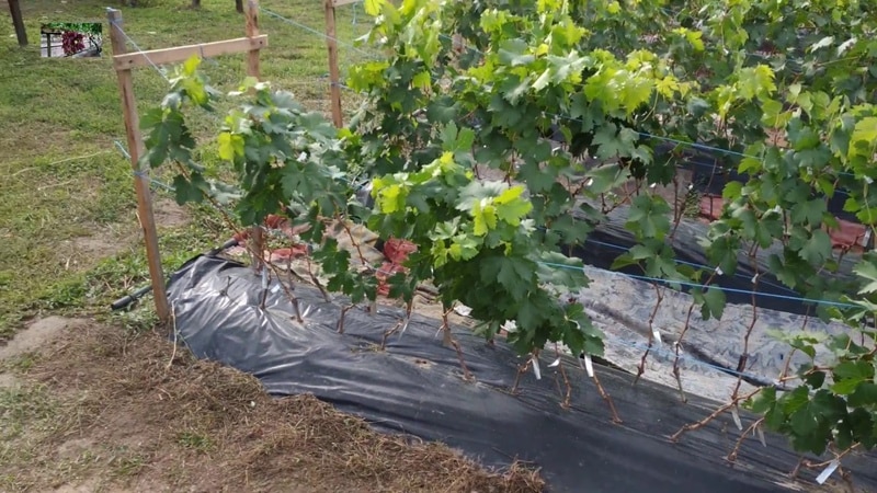 En mycket populär och smakrik druvsort: Riesling.