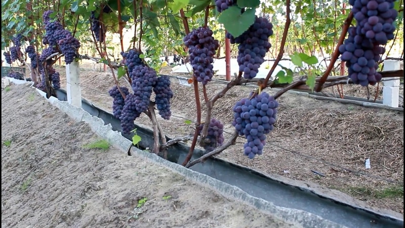 Cultivo de uvas para iniciantes