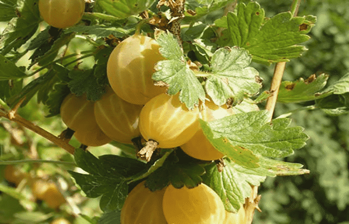 Varietà di uva spina a maturazione precoce Dzintars Kursu