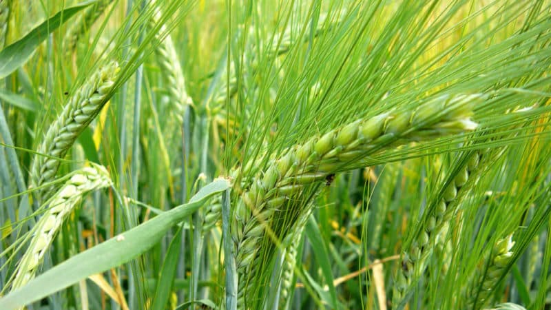 Mga katangian ng barley varieties: Dostoyny, Duncan, Harlem at iba pa