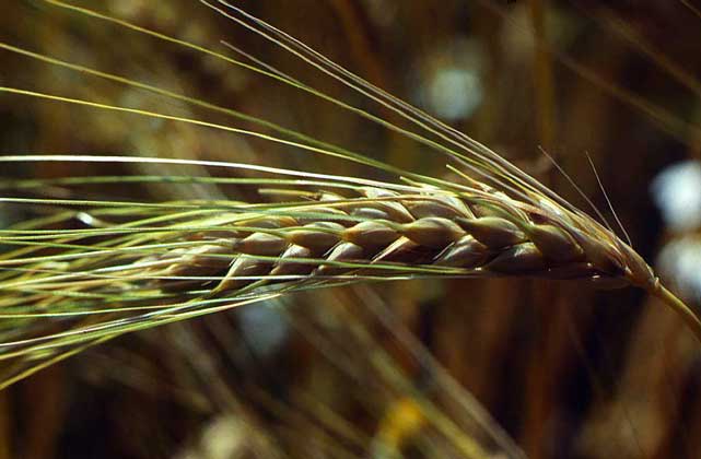 Mga katangian ng barley varieties: Dostoyny, Duncan, Harlem at iba pa