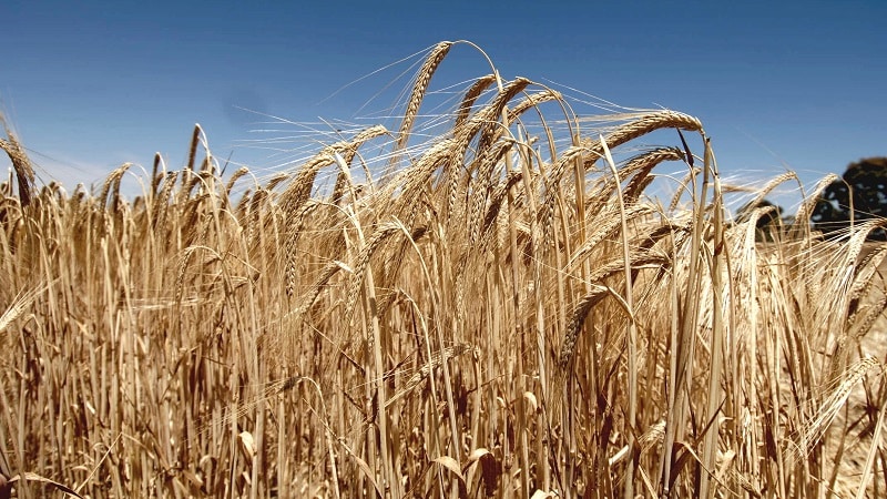 Mga katangian ng barley varieties: Dostoyny, Duncan, Harlem at iba pa