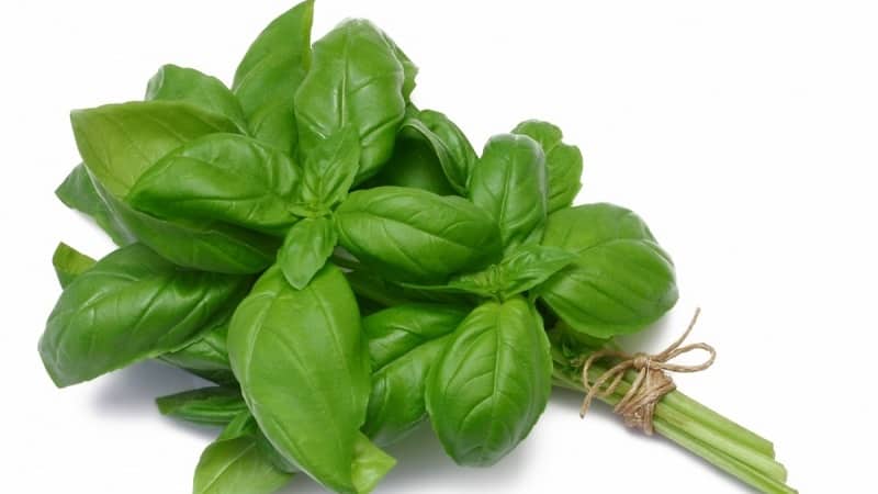 Green basil - mga benepisyo at pinsala