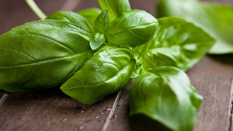 Groene basilicum - voordelen en schade