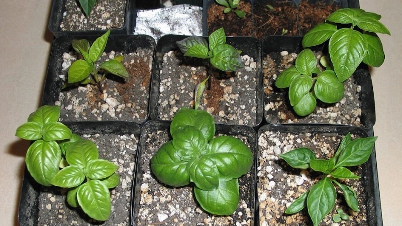 Groene basilicum - voordelen en schade