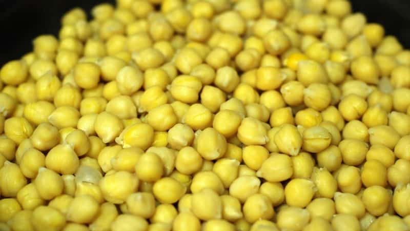 The most popular chickpea varieties - description and characteristics