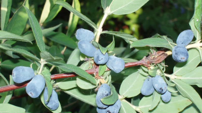 Varietà di caprifoglio agrodolce medio-precoce Gerda