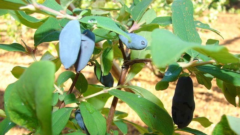 Edible variety of honeysuckle Lebedushka for fresh consumption and making desserts