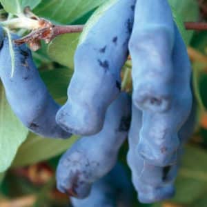 Edible variety of honeysuckle Lebedushka for fresh consumption and making desserts