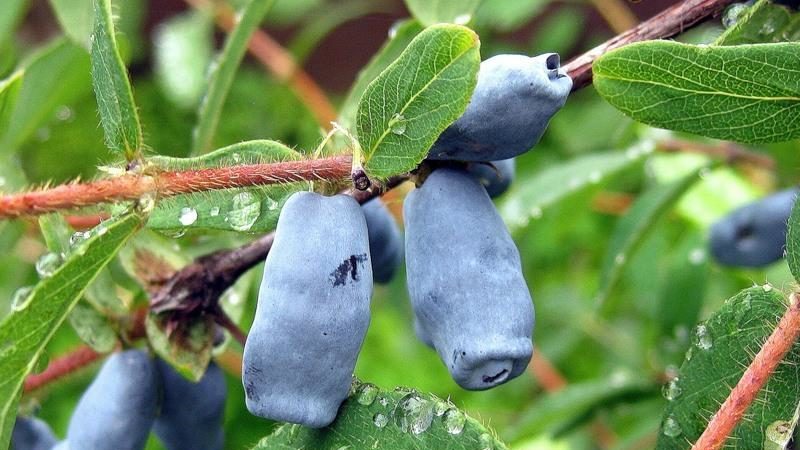 Varietà commestibile di caprifoglio Lebedushka per il consumo fresco e la preparazione di dessert