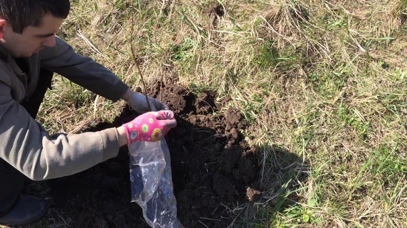 Mrazuvzdorná odroda zimolezu Pavlovskaya s veľkými sladkými bobuľami