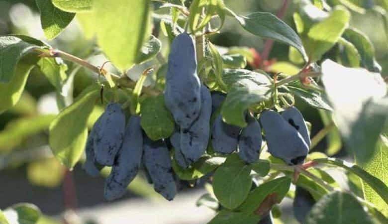 ¿Es posible comer madreselva mientras se adelgaza y para qué sirve?