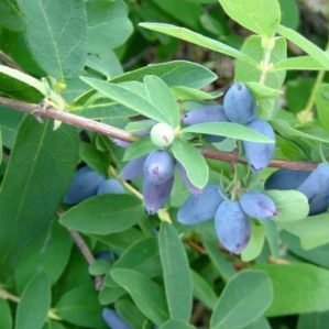 Frostbeständige Geißblattsorte Pavlovskaya mit großen süßen Beeren