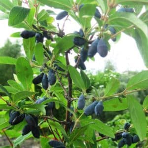 Tall, early ripening variety of edible honeysuckle Sinichka