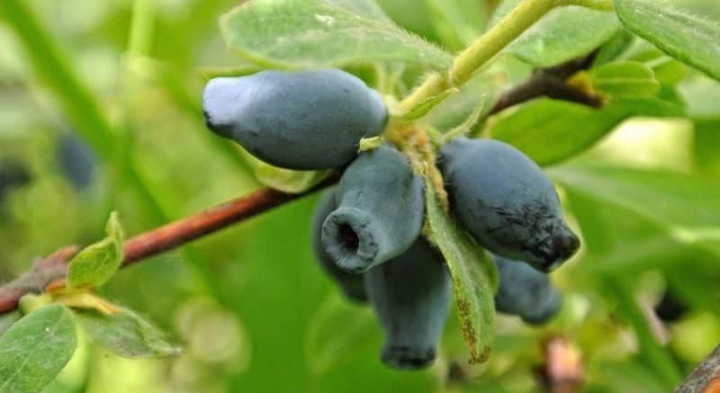 Muhteşem tadı ve aromasıyla yenilebilir tatlı Çilek hanımeli çeşidi