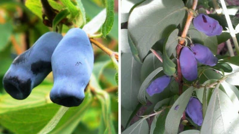 Valgoma saldi braškių sausmedžių veislė, turinti nuostabų skonį ir aromatą