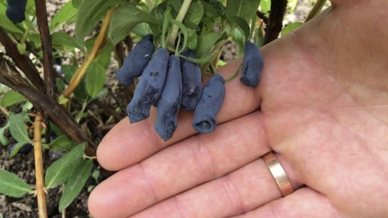 Ketinggian semak dan pokok honeysuckle yang matang