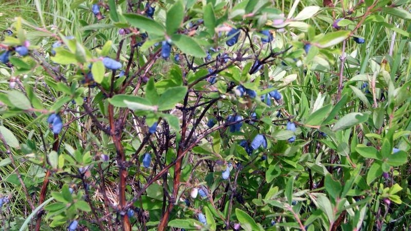 Harvest variety of honeysuckle Malvina with sweet and sour berries without bitterness