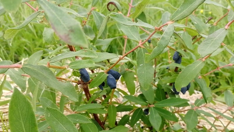 Harvest variety of honeysuckle Malvina with sweet and sour berries without bitterness