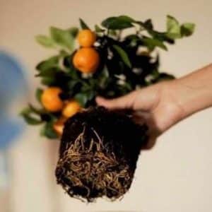 Hakbang-hakbang na gabay sa muling pagtatanim ng puno ng tangerine sa bahay