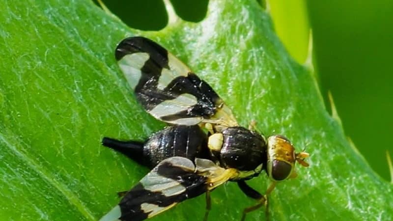 Piantare e prendersi cura del caprifoglio nella regione di Mosca