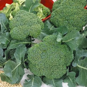 Description du brocoli Lord F1 avec photos, avis et recommandations croissantes