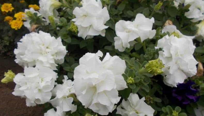 Paglalarawan ng mga varieties at tampok ng lumalagong terry petunia