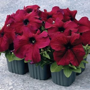 What are the benefits of petunia flowers and how to grow them correctly