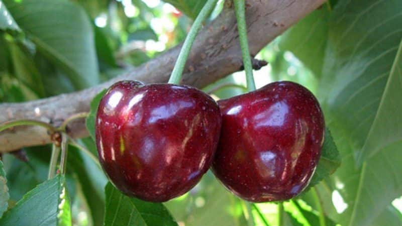 Ano ang maganda sa Bull's Heart cherry variety at kung bakit mo ito dapat subukang palaguin