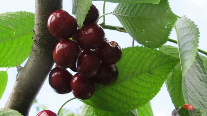 Ano ang maganda sa Bull's Heart cherry variety at kung bakit mo ito dapat subukang palaguin