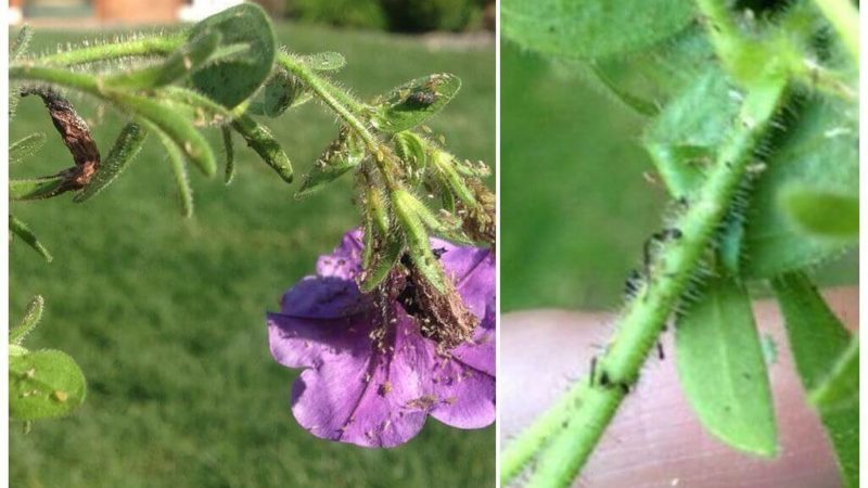 Gaano kapanganib ang mga aphids sa petunia at kung paano epektibong labanan ang mga ito