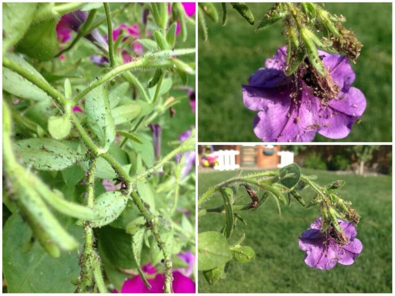 Hoe gevaarlijk zijn bladluizen op petunia en hoe kun je ze effectief bestrijden?