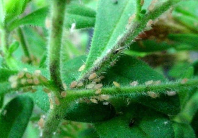 Hoe gevaarlijk zijn bladluizen op petunia en hoe kun je ze effectief bestrijden?