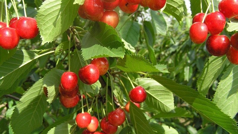 Variedade de cereja Fatezh adequada para cultivo na Rússia Central