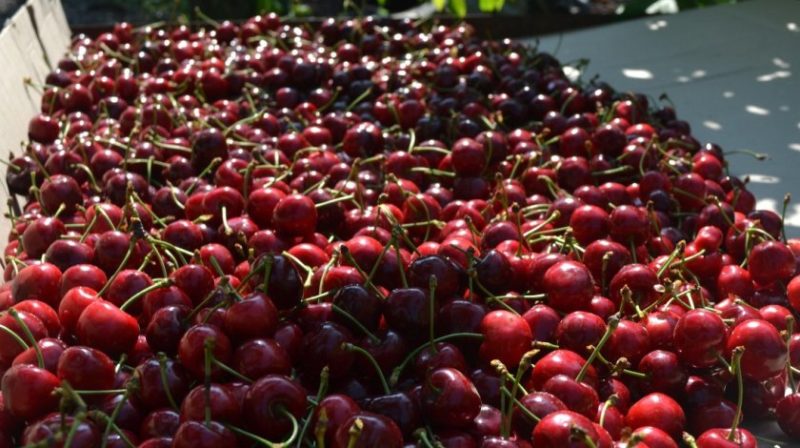 Variedad de cereza columnar sin pretensiones y de frutos grandes Sylvia