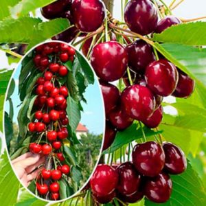 Variété de cerise colonnaire à gros fruits et sans prétention Sylvia