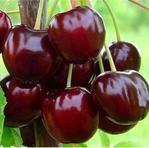 Sustainable and productive cherries Valery Chkalov: description of the variety and features of its cultivation