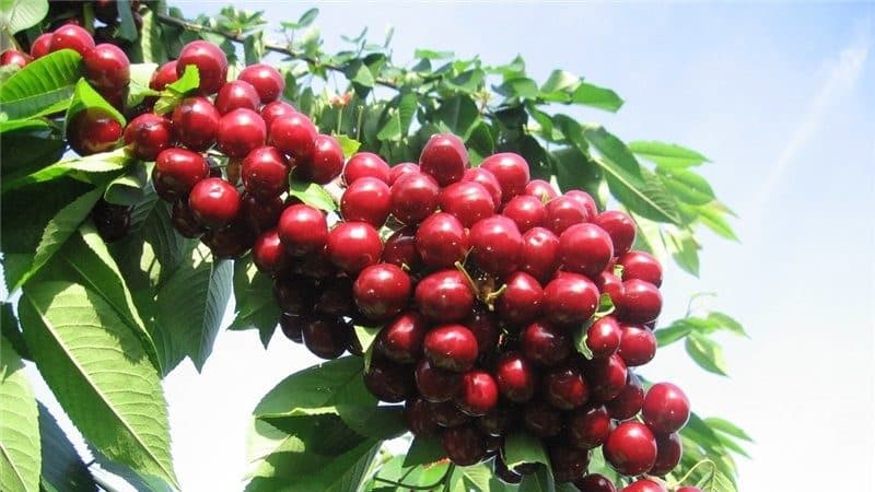 Sustainable and productive cherries Valery Chkalov: description of the variety and features of its cultivation