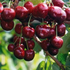 Sustainable and productive cherries Valery Chkalov: description of the variety and features of its cultivation