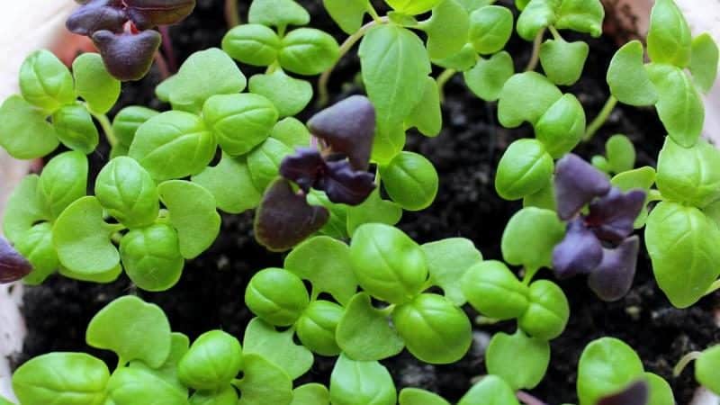 How many days after sowing does basil sprout and what should the sprouts look like?