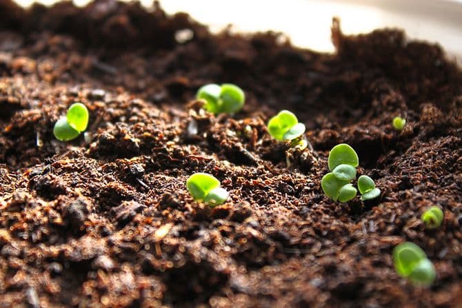 How many days after sowing does basil sprout and what should the sprouts look like?