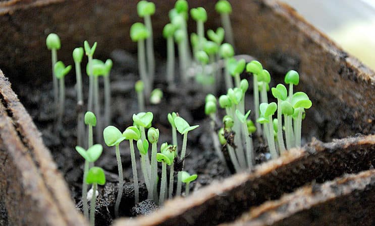 How many days after sowing does basil sprout and what should the sprouts look like?