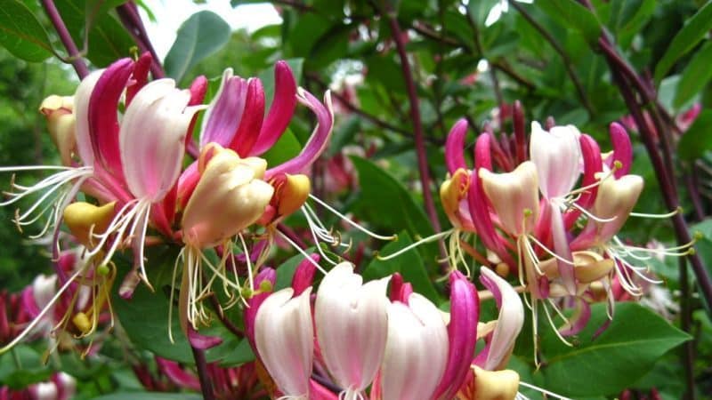 Decorative climbing honeysuckle - cultivation, propagation and care