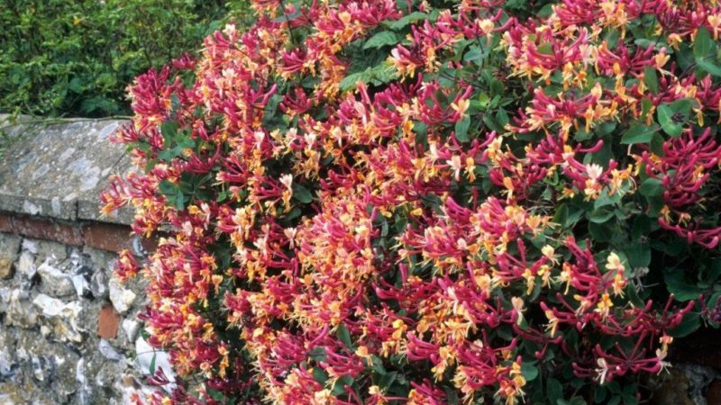 Decorative climbing honeysuckle - cultivation, propagation and care