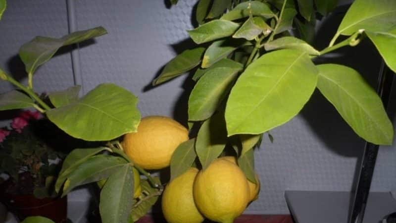 How to plant a lemon - step by step instructions