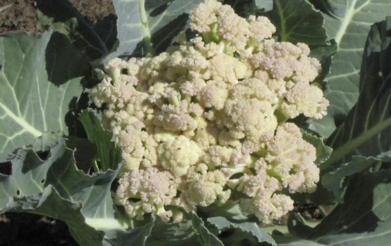 Si le chou-fleur fleurit, qu’en faire et peut-il être mangé ?