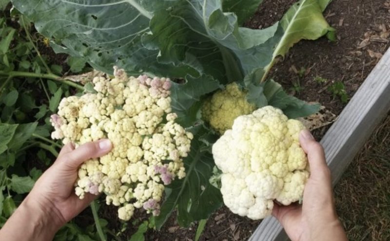 Si le chou-fleur fleurit, qu’en faire et peut-il être mangé ?